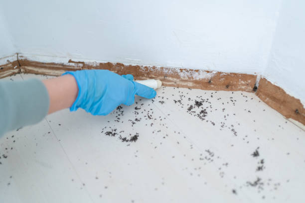Pest Control for Restaurants in Maple Park, IL