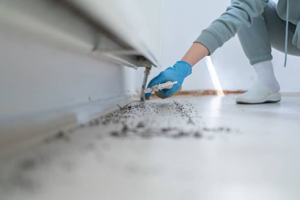 Best Mosquito Control Services  in Maple Park, IL